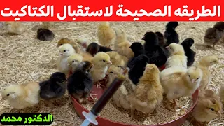 لأول مره الطريقة الصحيحة لأستقبال الكتاكيت عمر يوم كتاكيت بلدي   ساسو   تسمين مع دكتور محمد دندنها
