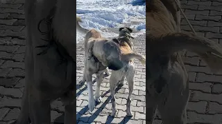 DİŞİ KIZANA GELDİ Kangal Dog Dogs Cat Animals Puppy Alabai Nature Wolf Bear Wildlife 