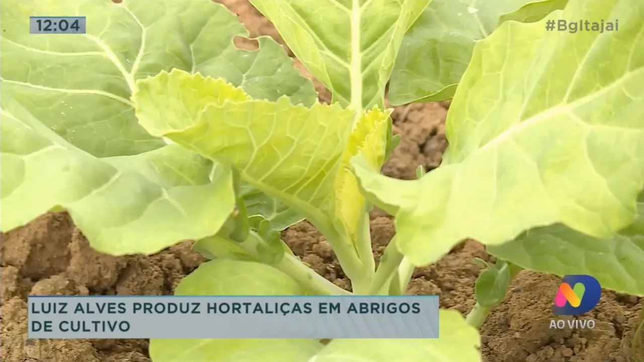 Luiz Alves produz hortaliças em abrigos de cultivo