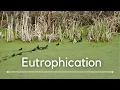 Episode 25 Eutrophication