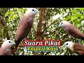 Download Lagu Suara Pikat Emprit Kaji Sangat Ampuh ||| Suara Hasil Alam