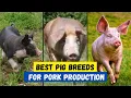 Top 10 Best Pig Breeds for Meat Production