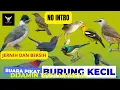 Download Lagu Suara pikat burung kecil paling ampuh #prenjak #sogon #kutilang #trucukan #kemade #pleci #ciblek