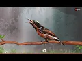 Download Lagu 🛑Prachtige vogelgeluiden | Schattige kolibrie | Adembenemende natuur | Stressverlichtende en helende sfeer
