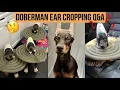 DOBERMAN EAR CROPPING Q A