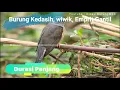 Download Lagu Suara Burung Kedasih, Wiwik, Emprit Gantil | Kicau Burung Mp3
