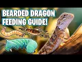 Bearded Dragon Diet - What Can Bearded Dragons Eat