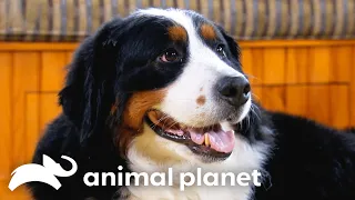 Download Bernese Mountain Dog Introduces Adorable Puppies to Their Farm | Too Cute! | Animal Planet MP3