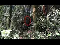 Download Lagu Orang-Pendek - Notable Sightings