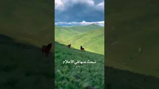 بين طواحين الايام نخفي أمانينا    دندنها