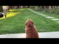 Check out Andrew Cotter with Nala the bird Another Lockdown Dog Classic