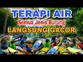 Lagu SEMUA JENIS BURUNG MACET LANGSUNG GACOR, TERAPI AIR UNTUK SEMUA JENIS BURUNG MACET BUNYI 