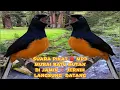 Download Lagu SUARA PIKAT MURAI BATU HUTAN 🔴 MP3 - 1 JAM