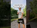 How To Grow SUGARCANE Triangle Method Planting Technique
