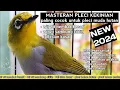 Download Lagu Masteran pleci full isian kasar | masteran pleci full kenarian cocok untuk materi pleci bahan!!