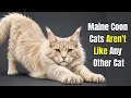 18 Hidden Facts About Maine Coon Cats Only 1 of Owners Know