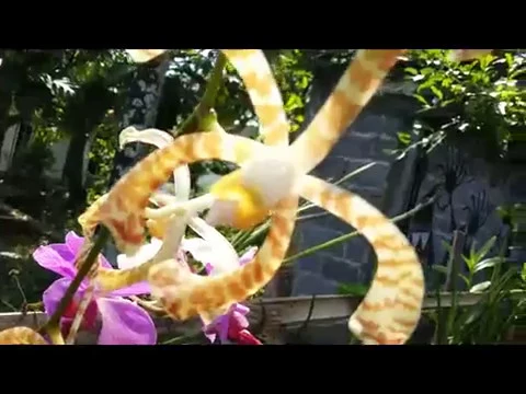 ARACHNIS FLOSAERAIS (SCORPION ORCHID) AND VANDA DOUGLAS TERRESTRIAL ORCHIDS