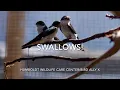 SWALLOWS summer 2026 at Humboldt Wildlife Care Ally X