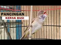 Download Lagu kerak basi alis putih gacor | Suara pancingan burung kerbas bahan agar cepat bunyi bongkar isian