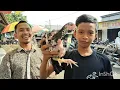 Lagu ANAKAN AYAM BANGKOK BANYAK DI CARI DI PASAR SUMPIUH BANYUMAS