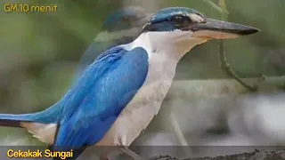 cekakak sungai masteran suara cekakak sungai 