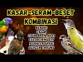 Download Lagu 🔴 KOMBINASI PILIHAN MASTERAN MURAI BATU GACOR