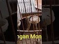 Download Lagu BRANJANGAN MONGOL 9jt.#shorts