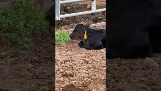 Checking for baby cows! Part 1 #Calves #cows #farms
