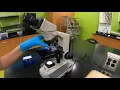 Lab 1 - Microscopy