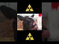 Download Lagu Animais de Chernobyl #shorts