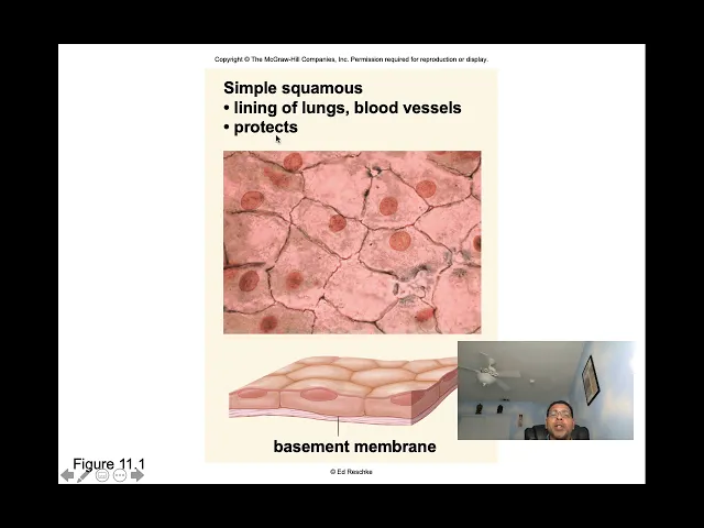 Bio107Ch11HumanOrganization