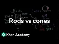 Photoreceptors rods vs cones Processing the Environment MCAT Khan Academy