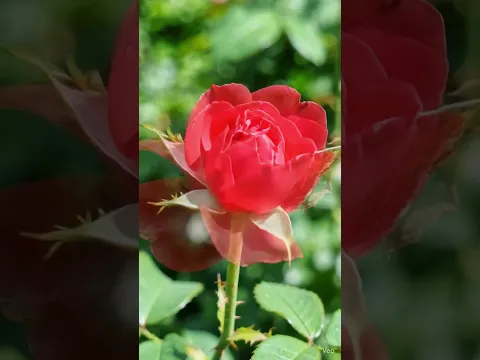 Rose Growth #shorts #viral #trending