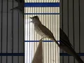 Download Lagu Burung Kapas Tembak Suara Nekan dan Jernih #shorts