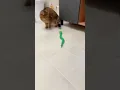 Download Lagu snake versus cat funny video