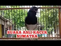 Download Lagu Suara Asli Kacer Sumatra Gacor Cari Lawan @sonsin net