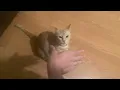 normal orange cat behavior