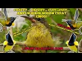 Download Lagu CRECET....CRECET....CUIT PANCINGAN AMPUH BURUNG SOGON BAHAN AGAR EMOSI