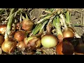 Sweet Spanish Yellow Onions - From Seed to Bulb