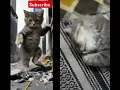 Download Lagu https://youtube.com/@zuhaibai?si=q_3FWntcziXf4oY_subscribe this channel #cat#funny #beats #catvideos