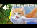 Download Lagu 1 Jam Suara Anak Kucing - Kucingmu Dijamin Bingung - 1 Hour Kittens Meowing Sound