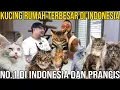 Download Lagu KUCING RUMAH TERBESAR DI INDONESIA NO.1 DI INDONESIA DAN PRANCIS#AudreyA