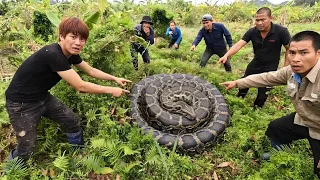 8 Brave Hunter Confront 2 Giant Pythons With Their Bare Hands