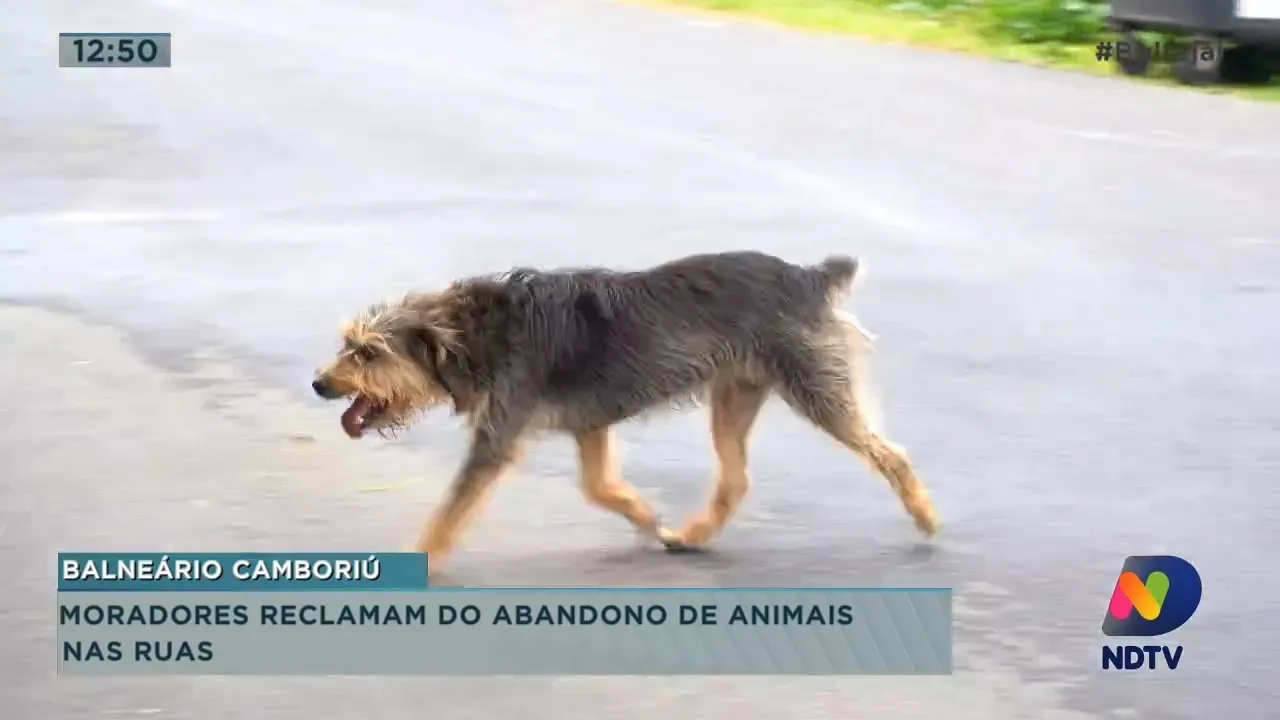 Moradores reclamam do abandono de animais em ruas de Balneário Camboriú