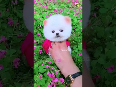 Original Pomeranian Dog Price | puppy Market Address #shorts #viral #cute #puppy #trending gen-z