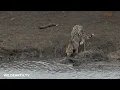 Download Lagu Crocodile attacks unsuspecting cheetah cub