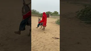 فتاة تجلس فوق القربة المليئة بالماء على ظهر الحمار وتسير في رمال الصحراء 