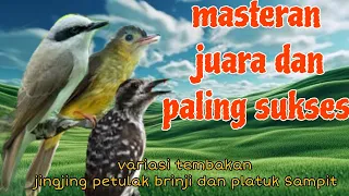 masteran tersukses jingjing petulak brinji tungir dan platuk sampit