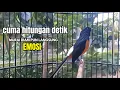 Download Lagu Murai gacor AMPUH buat PANCINGAN emosi murai batu lain agar CEPAT bongkar materi !! Seketika Nyamber