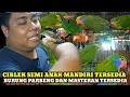 Download Lagu HARGA DAN STOK BURUNG HARI INI DIKIOS KARIM PASAR BURUNG PRAMUKA TERBARU